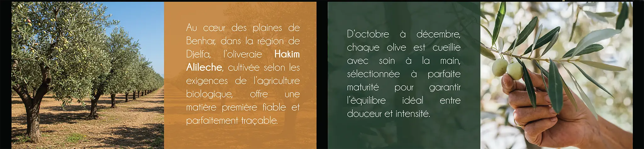 Au cœur des plaines de Benhar, dans la région de Djelfa, l’oliveraie Hakim Alileche, cultivée selon les exigences de l’agriculture biologique, offre une matière première fiable et parfaitement traçable |  D’octobre à décembre, chaque olive est cueillie avec soin à la main, sélectionnée à parfaite maturité pour garantir l’équilibre idéal entre douceur et intensité.